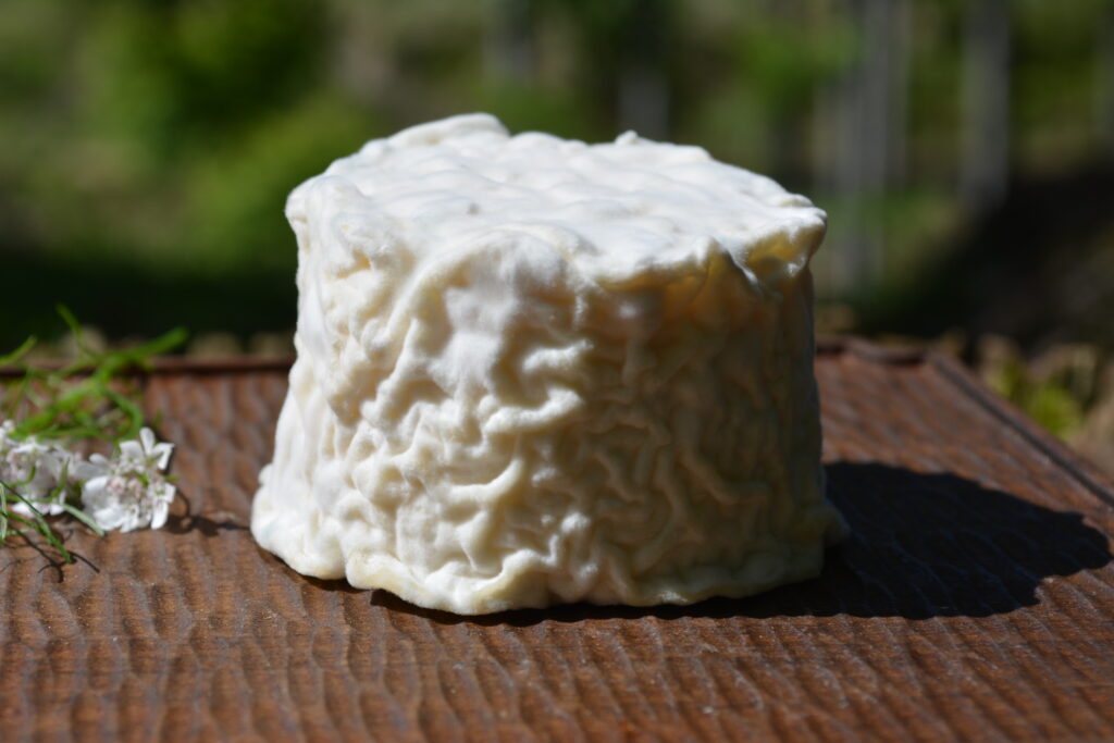 Cacioの白カビタイプのロビオラ４５