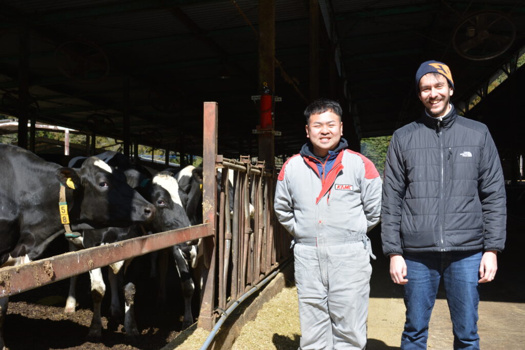 嘉麻市の牧場の牛